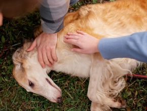 175 Dogs Rescue in Slidell Louisiana