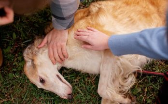 175 Dogs Rescue in Slidell Louisiana